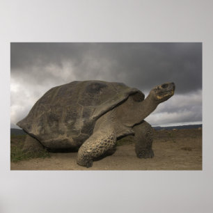Póster Tartaruga gigante de Galápagos Geochelone