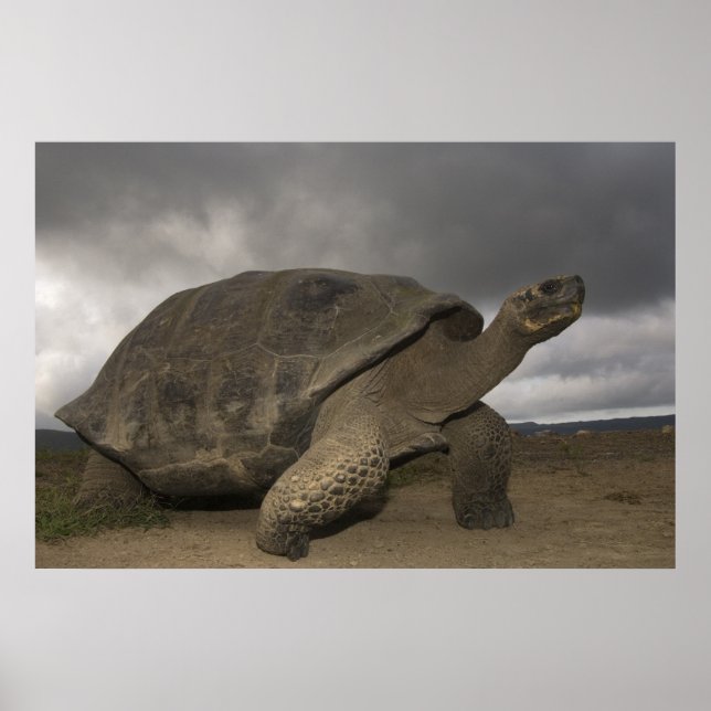 Póster Tartaruga gigante de Galápagos Geochelone (Frente)