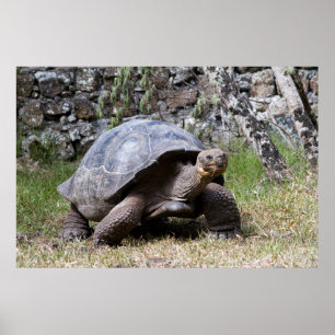 Póster Tartaruga gigante   Galápagos