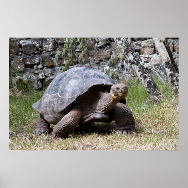 Póster Tartaruga Gigante | Galápagos (Frente)