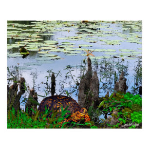 Póster Tartaruga Libélula Pneumatophores Lagoa