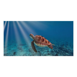 Póster Tartaruga marinha