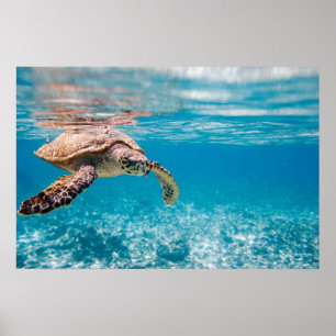 Póster Tartaruga marinha