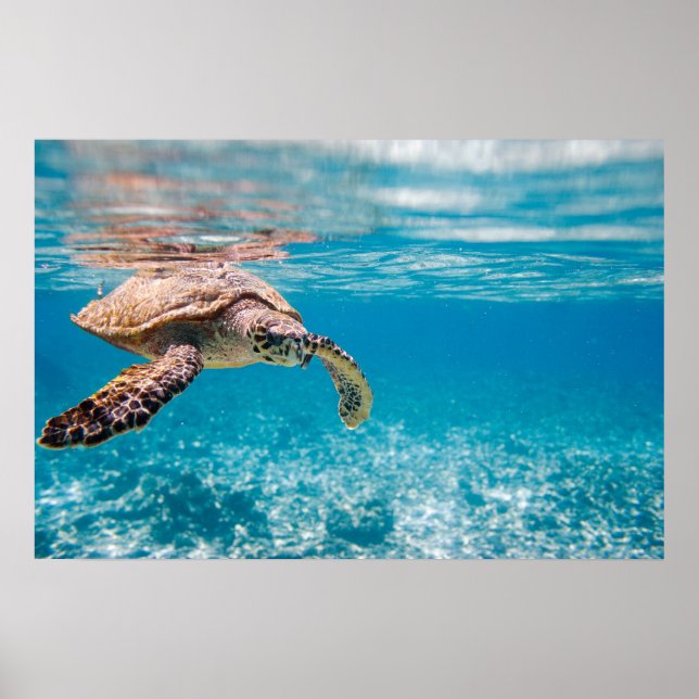 Póster Tartaruga marinha (Frente)