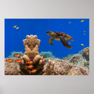 Poster Tartaruga marinha
