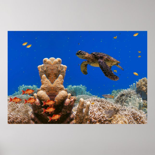 Poster Tartaruga marinha (Frente)