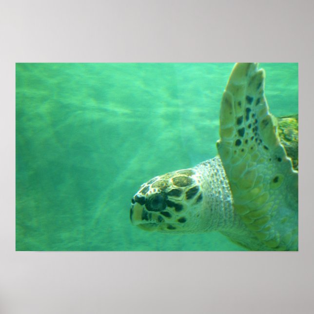 Póster Tartaruga marinha (Frente)