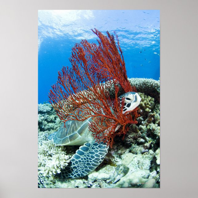 Poster Tartaruga marinha descansando submarina (Frente)