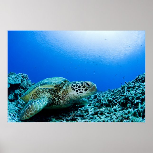 Poster Tartaruga marinha descansando submarina 2 (Frente)