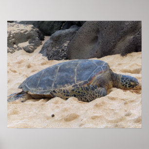 Poster Tartaruga Marinha Havaiana