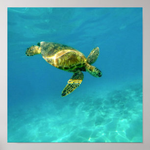 Poster Tartaruga marinha nadando em água oceânica turqu