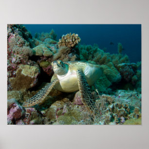 Poster Tartaruga Marinha Verde após descansar entre o rec