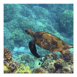 Póster tartaruga no mar