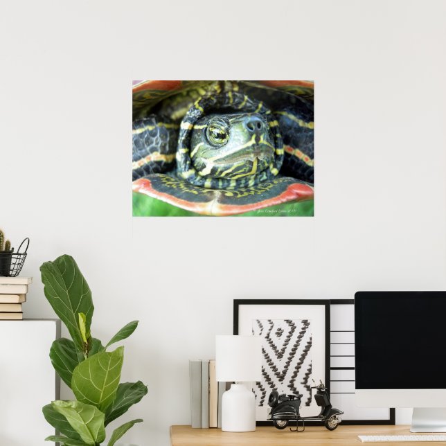 Poster Tartaruga Pintada (Chrysemys picta) 2 (Escritório em casa)