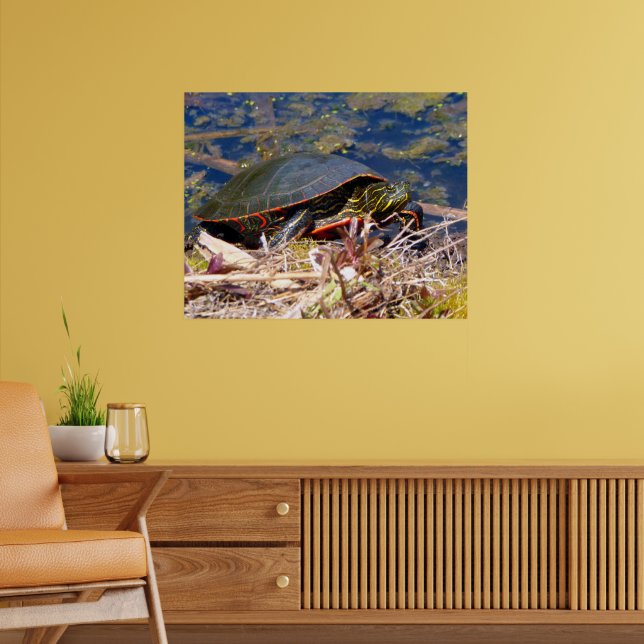 Poster Tartaruga Pintada (Chrysemys picta) 3 (Sala de Estar 2)
