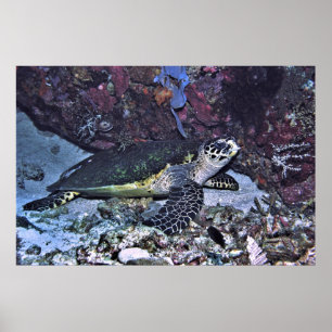 Poster Tartaruga Protegida