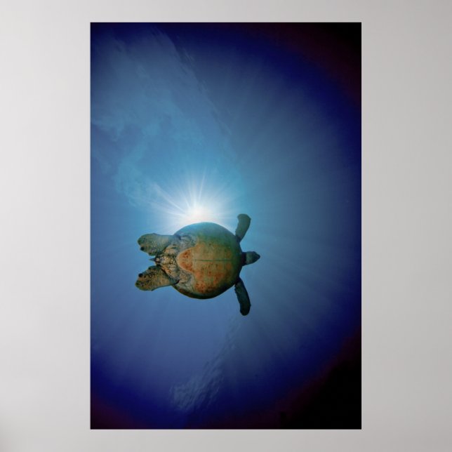 Póster Tartaruga Submarina| Mar de Andaman, Tailândia (Frente)