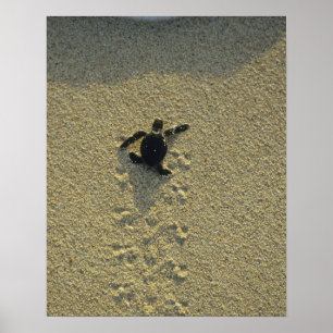 Poster Tartaruga Verde, (Chelonia mydas), filhote
