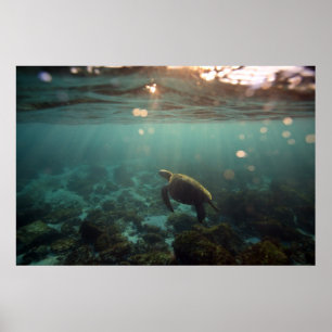 Poster Tartaruga Verde Galápagos: Serenidade Submarina