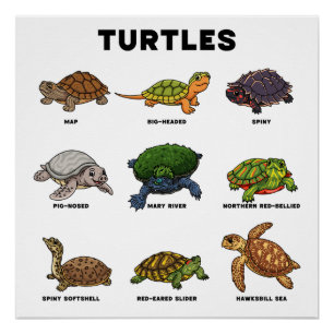 Póster Tartarugas de Desenho Animado Fofas do Mundo