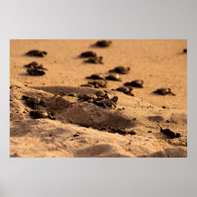 Póster Tartarugas do mar (Frente)