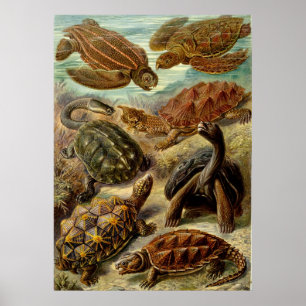 Póster Tartarugas Haeckel