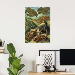 Poster Tartarugas Marinhas e Jabutis Vintage por Ernst Ha