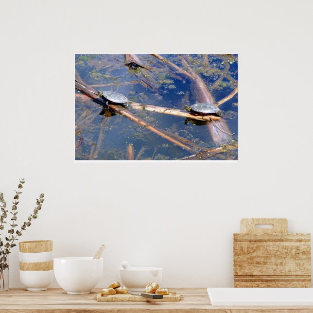 Póster Tartarugas Pintadas (Chrysemys picta) (Cozinha)