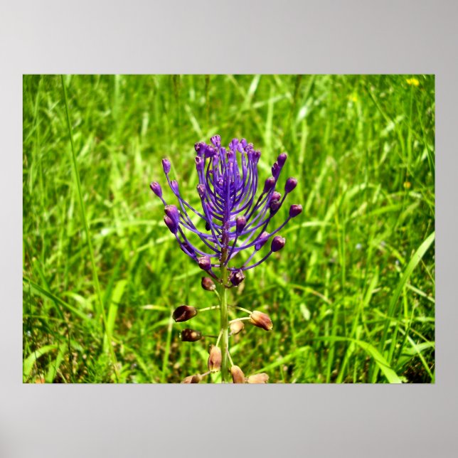 Poster Tassel-Hyacinth (Frente)