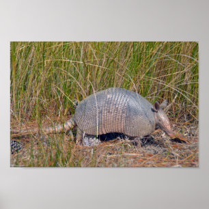 Poster Tatu, Bear Island Wildlife Area, Carolina do Sul