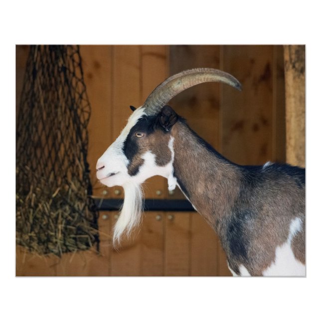 Póster Tauernschecken-Ziege (Frente)