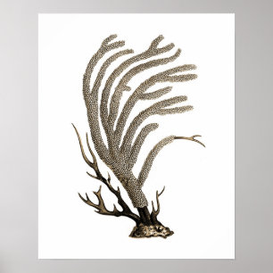 Poster Taupe Sea Coral no.2 Beach Wall Art