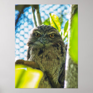 Poster Tawny não é uma coruja