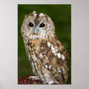 Poster Tawny Owl