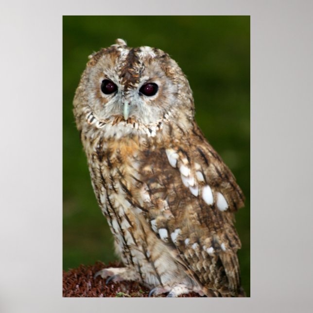 Poster Tawny Owl (Frente)