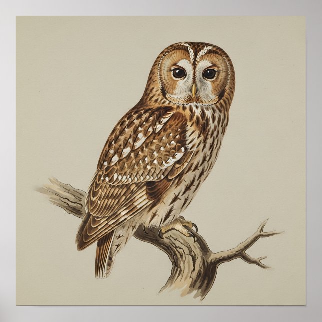 Poster Tawny Owl Perched on Branch (Frente)