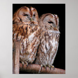 Póster Tawny Owls