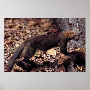 Póster Tayra (barbata do Eira)