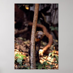 Póster Tayra (barbata do Eira)