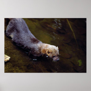 Poster Tayra (barbata do Eira)