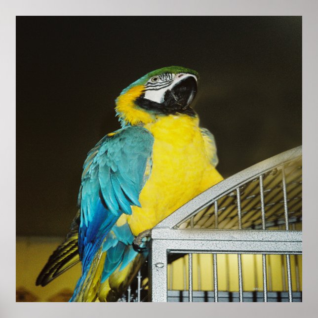 Poster Taz. (Frente)