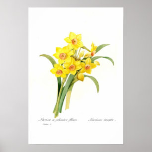 Poster Tazetta do narciso