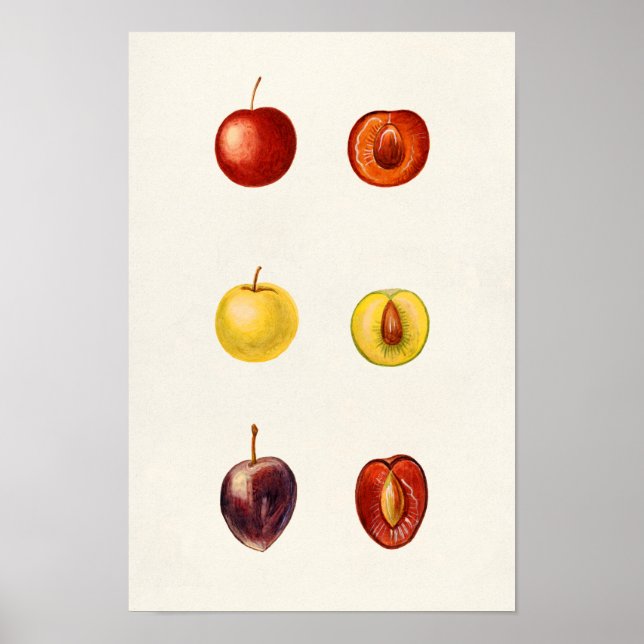 Poster Tcherry Plum (Prunus Cerasifera var. Divaricata) (Frente)