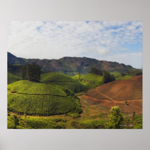 Póster Tea Plantation Kerala estado Índia
