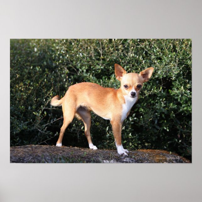 Poster Teacup Chihuahua Puppy (Frente)