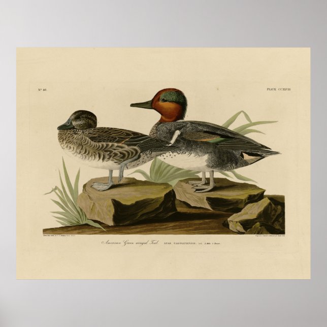 Poster Teal de asa verde americana do pássaro de Audubon (Frente)