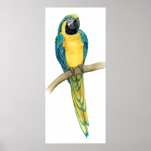 Poster Teal Macaw (Frente)