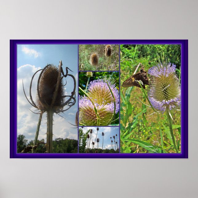 Póster Teasel Thistle - Dipsacus fullonum (Frente)