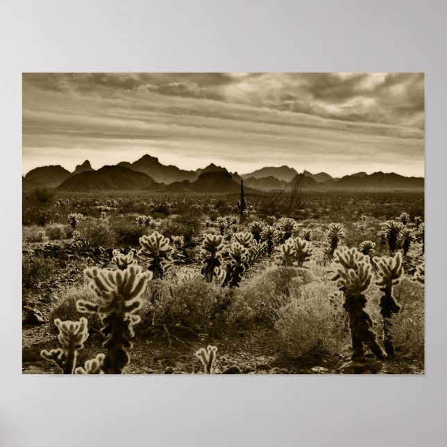Poster Teddy Bear Cactus (Frente)