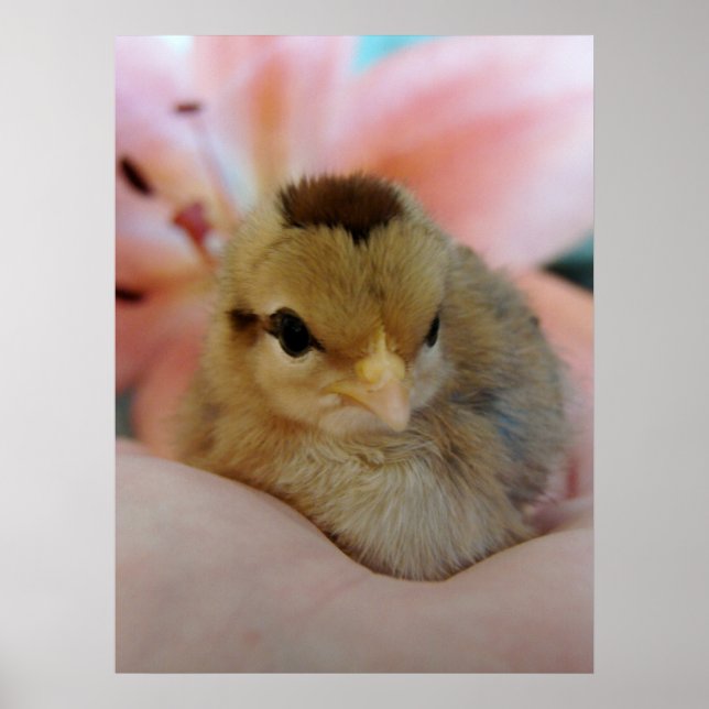 Póster Teeny em Mão (Frente)